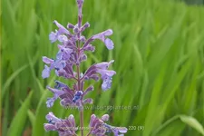 Nepeta x faassenii 'Blue Wonder'