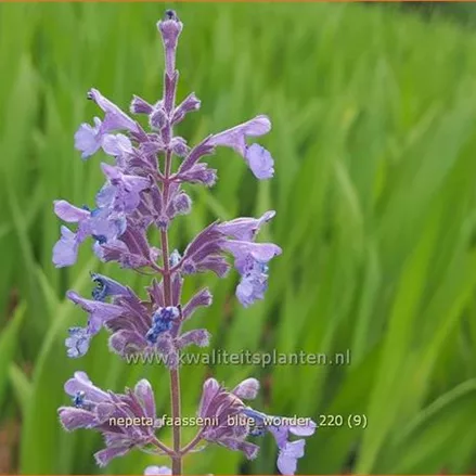 Nepeta x faassenii 'Blue Wonder'