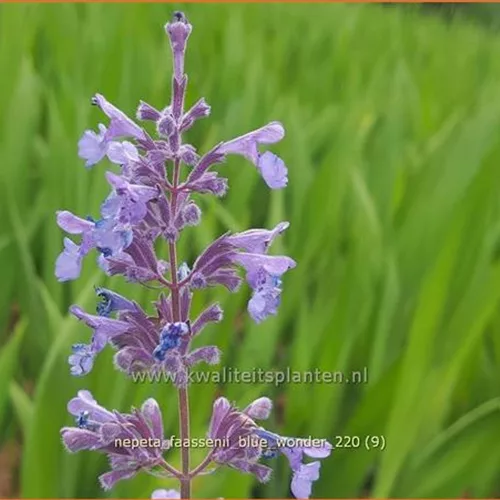 Nepeta x faassenii 'Blue Wonder'