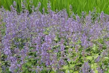 Nepeta x faassenii 'Blue Wonder'