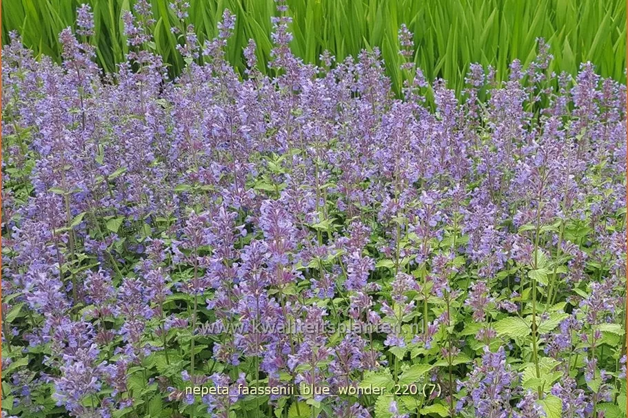 Nepeta x faassenii 'Blue Wonder'