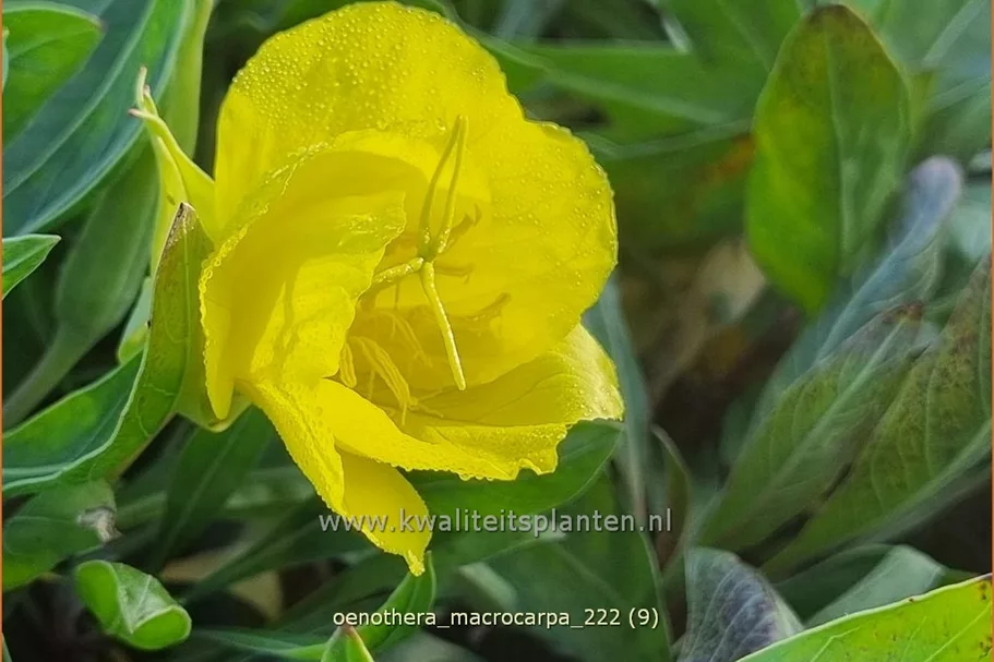 Oenothera macrocarpa