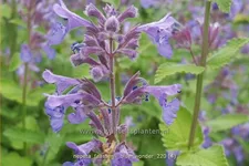 Nepeta x faassenii 'Blue Wonder'
