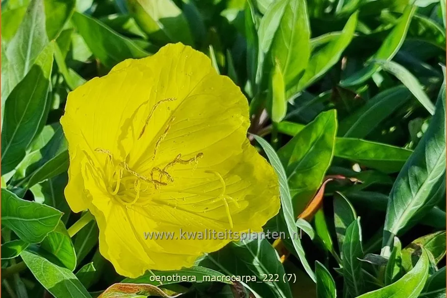 Oenothera macrocarpa