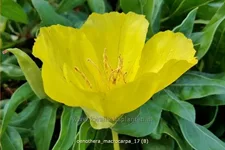 Oenothera macrocarpa