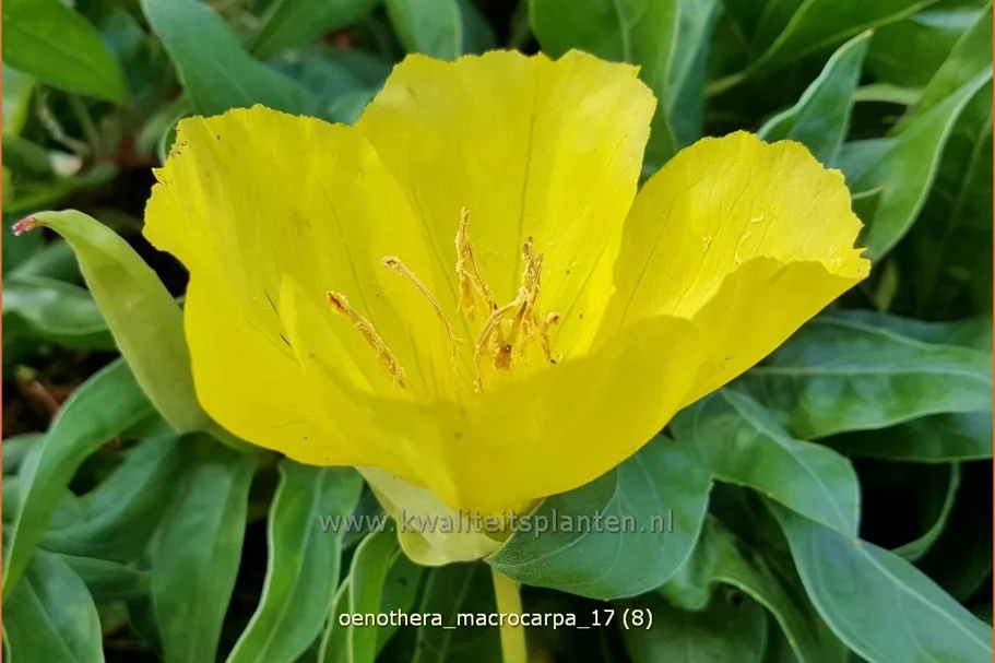 Oenothera macrocarpa