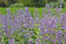 Nepeta x faassenii 'Blue Wonder'