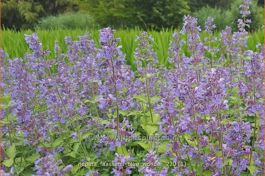 Nepeta x faassenii 'Blue Wonder'