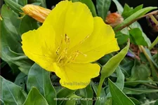 Oenothera macrocarpa
