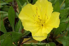 Oenothera macrocarpa