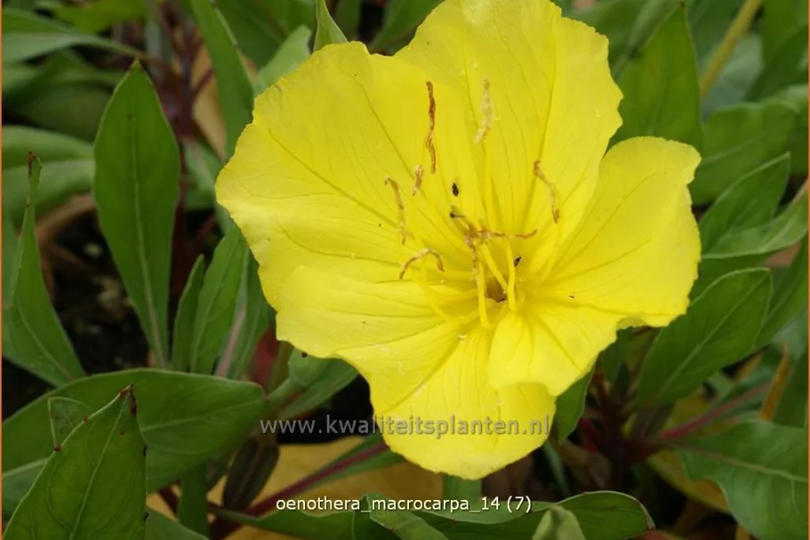 Oenothera macrocarpa
