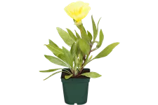 Oenothera macrocarpa