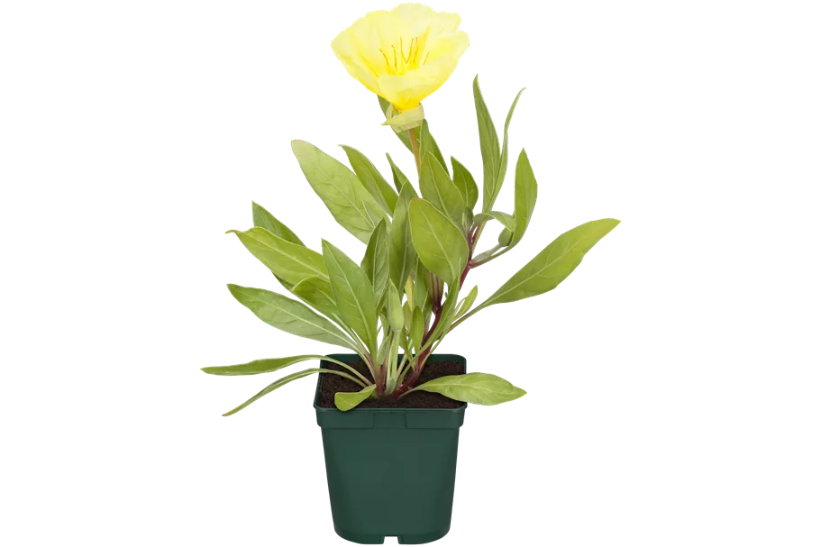 Oenothera macrocarpa