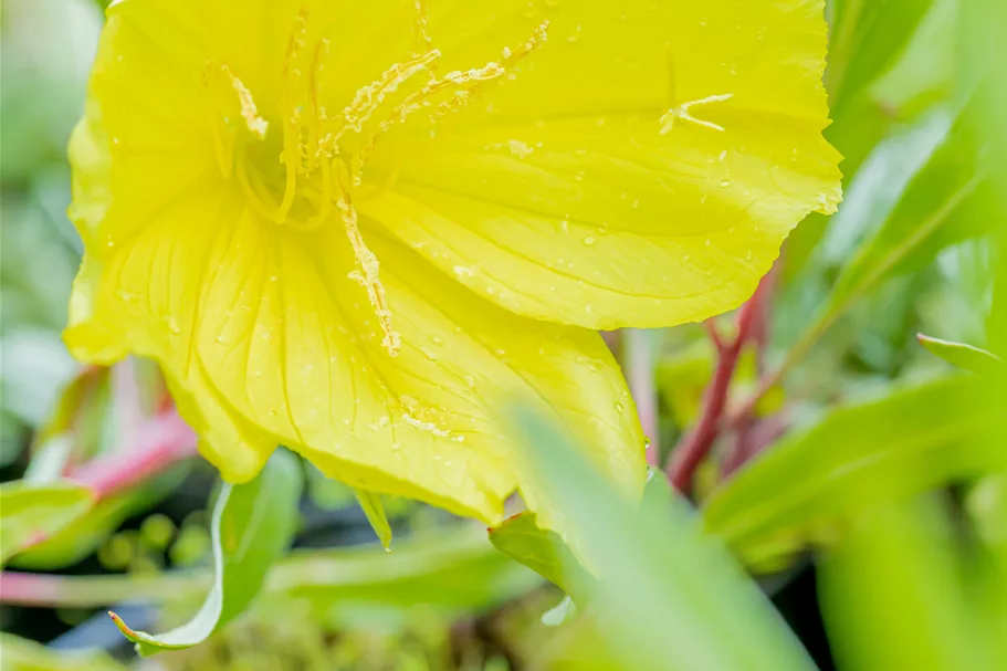 Oenothera macrocarpa