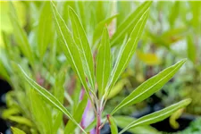 Oenothera macrocarpa