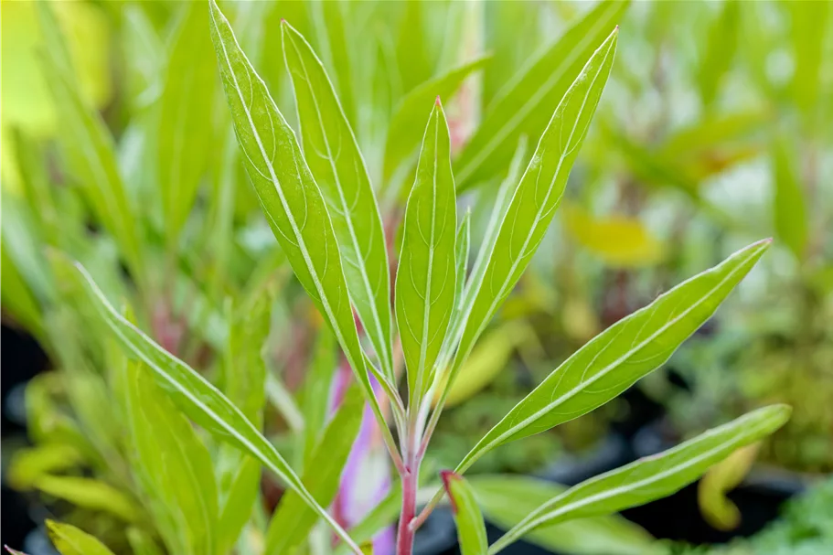 Oenothera macrocarpa
