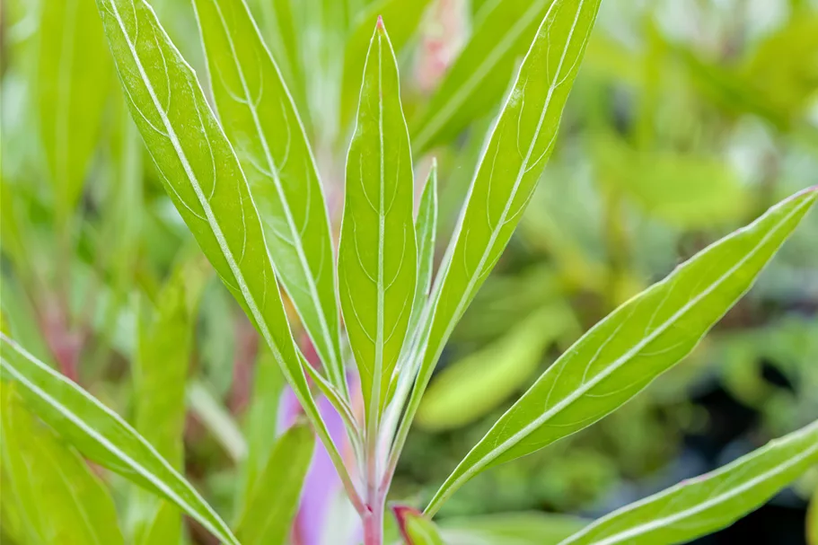 Oenothera macrocarpa