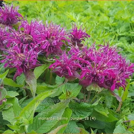 Monarda 'Balmy Purple'
