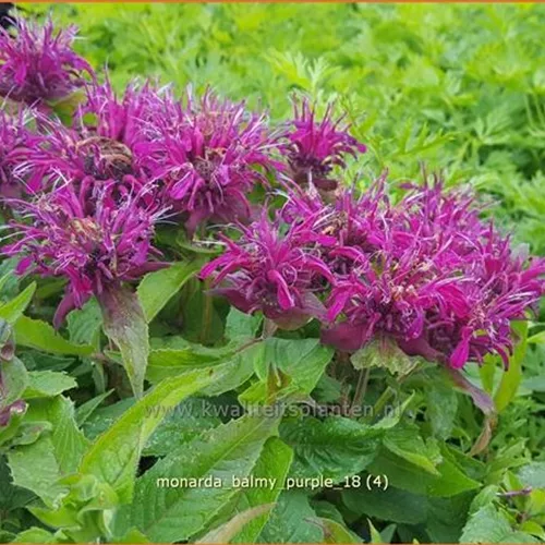 Monarda 'Balmy Purple'