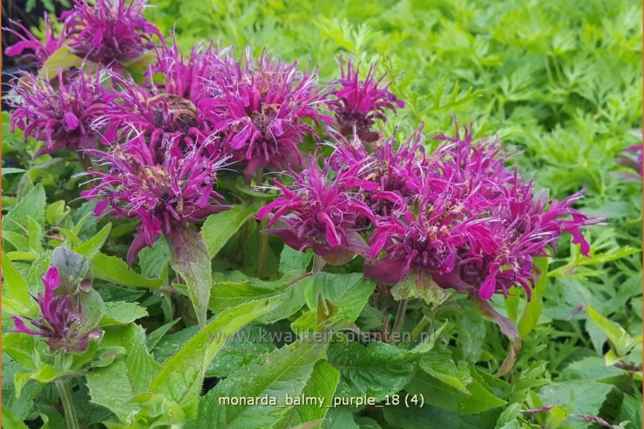 Monarda 'Balmy Purple'