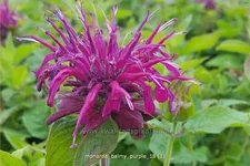 Monarda 'Balmy Purple'