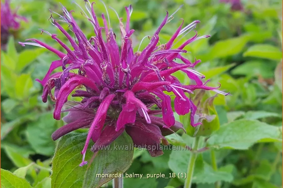 Monarda 'Balmy Purple'
