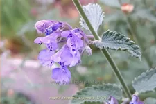 Nepeta x faassenii 'Dropmore'