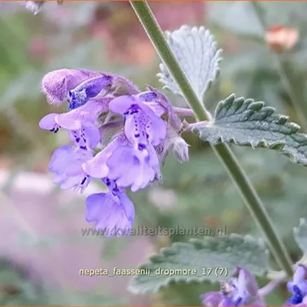 Nepeta x faassenii 'Dropmore'