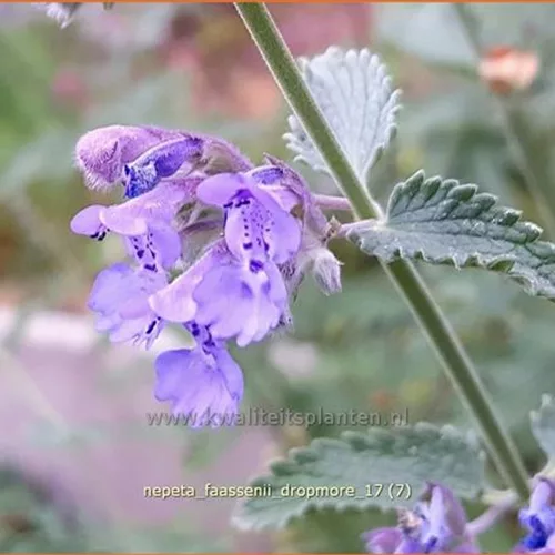 Nepeta x faassenii 'Dropmore'