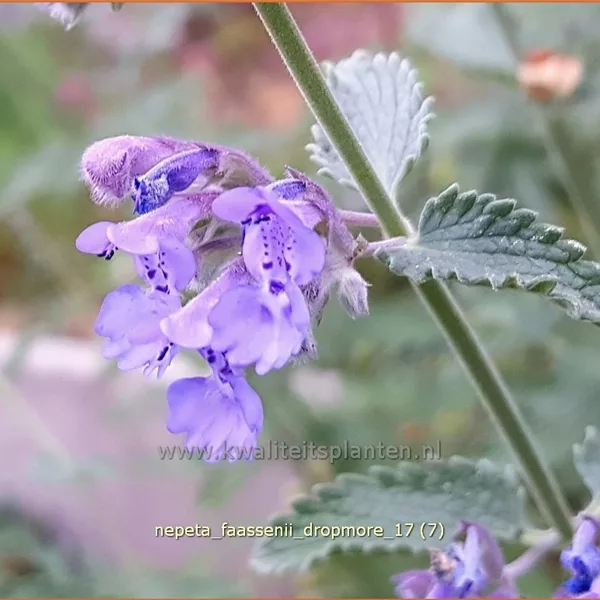 Nepeta x faassenii 'Dropmore'