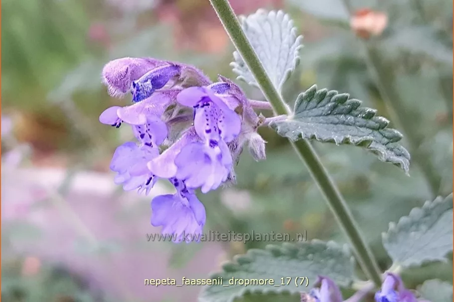 Nepeta x faassenii 'Dropmore'