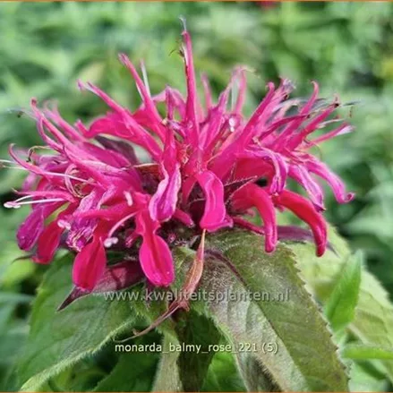 Monarda 'Balmy Rose'