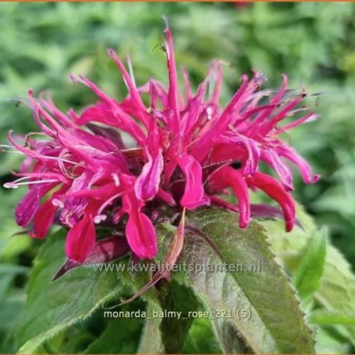 Monarda 'Balmy Rose'
