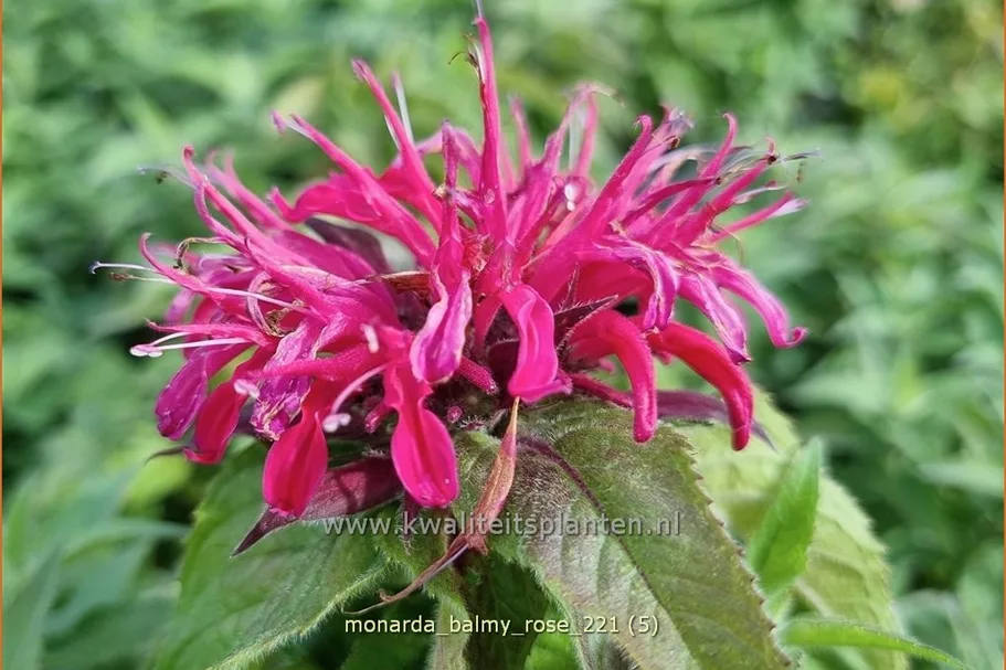 Monarda 'Balmy Rose'