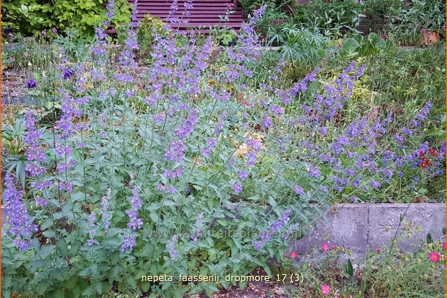 Nepeta x faassenii 'Dropmore'