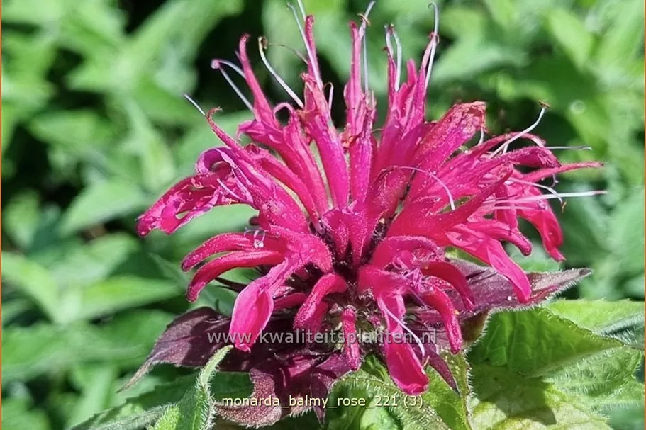 Monarda 'Balmy Rose'