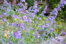 Nepeta x faassenii 'Dropmore'