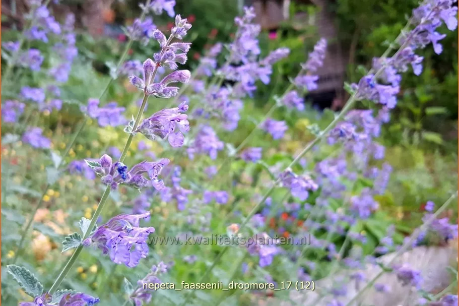 Nepeta x faassenii 'Dropmore'