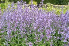 Nepeta x faassenii 'Dropmore'