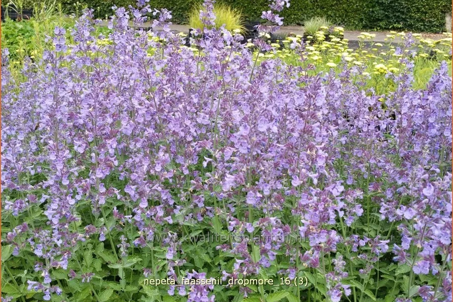 Nepeta x faassenii 'Dropmore'