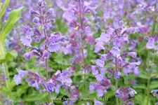 Nepeta x faassenii 'Dropmore'