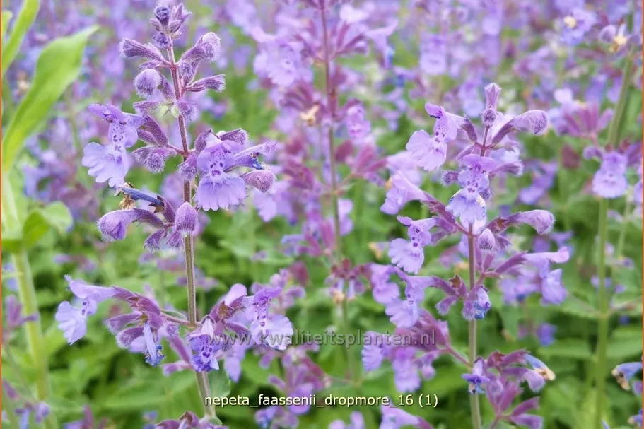 Nepeta x faassenii 'Dropmore'