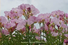 Oenothera speciosa 'Siskiyou'