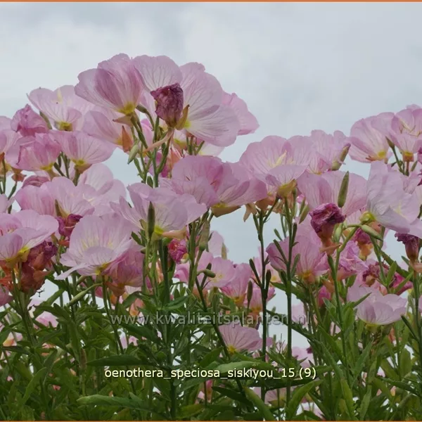 Oenothera speciosa 'Siskiyou'