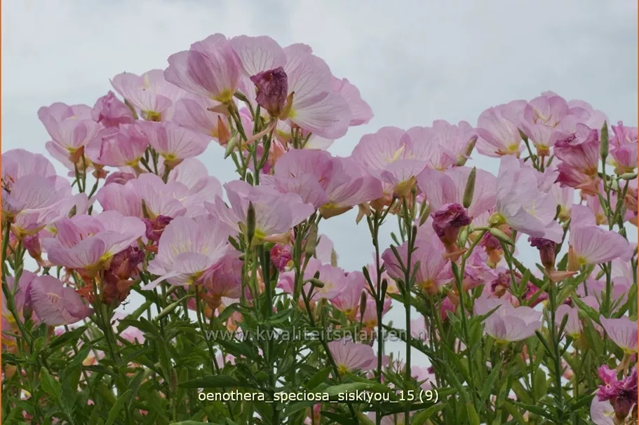 Oenothera speciosa 'Siskiyou'