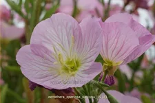 Oenothera speciosa 'Siskiyou'