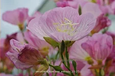 Oenothera speciosa 'Siskiyou'