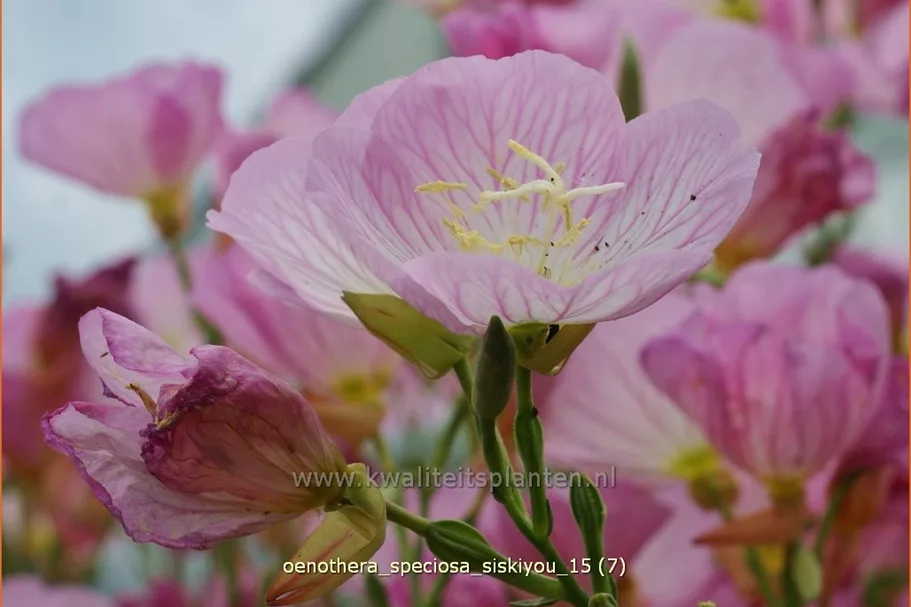 Oenothera speciosa 'Siskiyou'