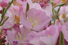 Oenothera speciosa 'Siskiyou'