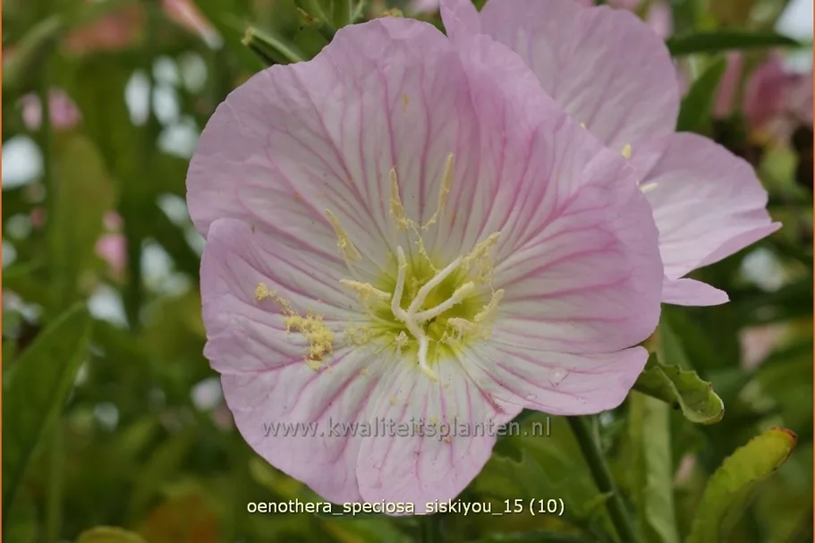 Oenothera speciosa 'Siskiyou'